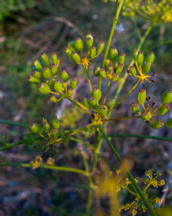 Ferulago campestris / Ferula finocchiazzo